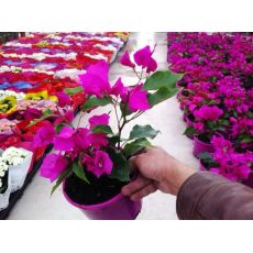 Bodur Begonvil Fidanı Çiçeği Bougainvillea Glabra 20-30 Cm Boyunda