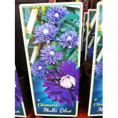 Klamatis Sarmaşığı İthal Mor Çiçekli Clematis