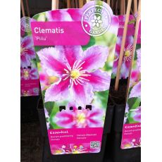 Klamatis Sarmaşığı İthal Fuşya Çiçekli Clematis