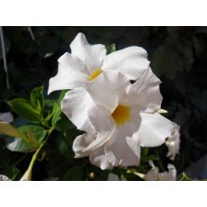 Mandevilla Dipladenia Beyaz Çiçekli 100-120 Cm