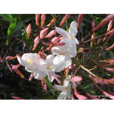 Ada Yasemini jasminum Polyanthum 70-90 Cm