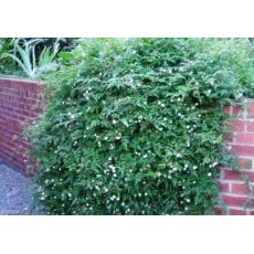 Ada Yasemini İthal jasminum Polyanthum