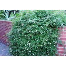 Ada Yasemini jasminum Polyanthum 70-90 Cm