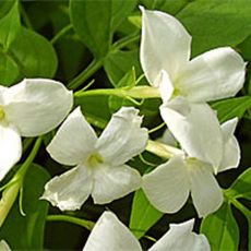 Ada Yasemini İthal jasminum Polyanthum