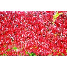 Amerikan Sarmaşığı Parthenocissus quinquefolia 120-140 Cm