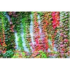 Amerikan Sarmaşığı Parthenocissus quinquefolia 120-140 Cm