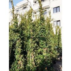 Arap Yasemini Çiçeği jasminum Officinale Grandiflorum 375-400 Cm İkili Dikim