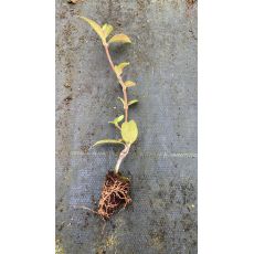 Arap Yasemini Çiçeği jasminum Officinale Grandiflorum 10 Adet Fiyatı