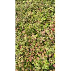 Arap Yasemini Çiçeği jasminum Officinale Grandiflorum 10 Adet Fiyatı