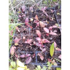 Arap Yasemini Çiçeği jasminum Officinale Grandiflorum 10 Adet Fiyatı