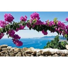 Begonvil Fidanı Çiçeği Bougainvillea Glabra 30-40 Cm 