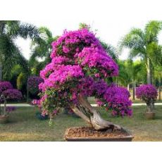 Bodur Begonvil Fidanı Çiçeği Bougainvillea Glabra 20-30 Cm Boyunda