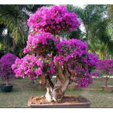 Bodur Begonvil Fidanı Çiçeği Bougainvillea Glabra 25-30 Cm Çapında
