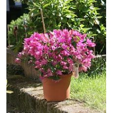 Bodur Begonvil Fidanı Çiçeği Bougainvillea Glabra 20-30 Cm Boyunda