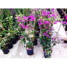 Begonvil Çiçeği Kafes Bambulu Bougainvillea