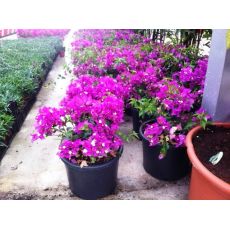 Bodur Begonvil Fidanı Çiçeği Bougainvillea Glabra 25-30 Cm Çapında