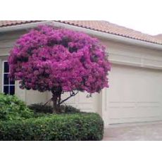 Begonvil Fidanı Çiçeği Tijli Bougainvillea Glabra 100-120 Cm