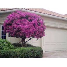 Begonvil Fidanı Çiçeği Tijli Bougainvillea Glabra 140-160 Cm