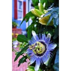 Çarkıfelek Saat Çiçeği Passiflora Caerulea 120-130 Cm