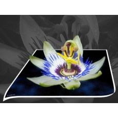 Çarkıfelek Saat Çiçeği iTHAL Mor Çiçekli Passiflora Caerulea 40-60 Cm 