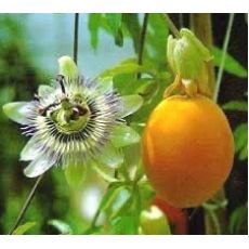 Çarkıfelek Meyvesi Yenilen Saat Çiçeği Passiflora Caerulea 200-220 Cm