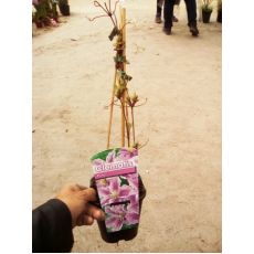 Klamatis Sarmaşığı İthal Fuşya Çiçekli Clematis
