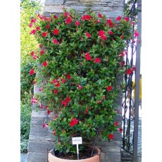 Mandevilla Dipladenia Kafes bambuda Kırmızı Çiçekli 