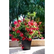 Mandevilla ÇİÇEĞİ SARMAŞIĞI Dipladenia FUŞYA Çiçekli  30-40 Cm