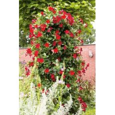 Mandevilla Dipladenia Kırmızı Çiçekli 80-100 Cm