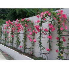 Mandevilla Dipladenia Kafes bambuda Pembe Çiçekli