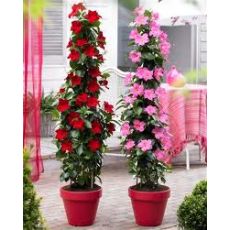 Mandevilla Dipladenia Kafes bambuda Pembe Çiçekli