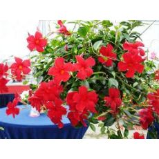 Mandevilla ÇİÇEĞİ SARMAŞIĞI Dipladenia FUŞYA Çiçekli  30-40 Cm