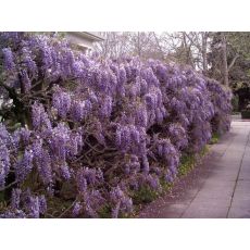 Mor Salkım Wisteria Sinensis 120-140 Cm