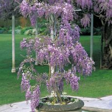 Mor Salkım Wisteria Sinensis 30-40 Cm