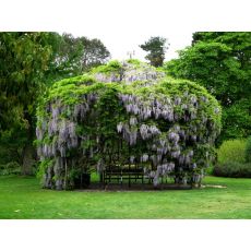 Mor Salkım Wisteria Sinensis 200 Cm