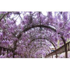 Mor Salkım Wisteria Sinensis 30-40 Cm