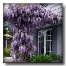 Mor Salkım Wisteria Sinensis 200 Cm