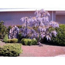 Mor Salkım Wisteria Sinensis 120-140 Cm