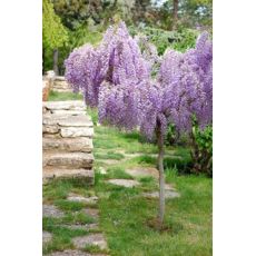 Mor Salkım Wisteria Sinensis Ağaç Formunda