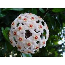 Mum Çiçeği Kokulu Hoya Carnosa 15-25 Cm