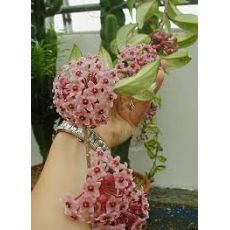 Mum Çiçeği Kokulu Hoya Carnosa