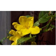 Yasemin Sarı Çiçekli jasminum Humile 100-120 Cm