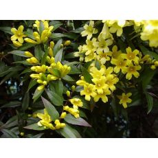 Yasemin Sarı Çiçekli jasminum Humile 100-120 Cm
