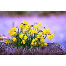 Nergis Çiçeği Soğanı Narcissus pseudonarcissus 1 Adet Soğan Fiyatıdır