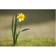 Nergis Çiçeği Narcissus pseudonarcissus 4 lü dikim