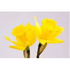 Nergis Çiçeği Narcissus pseudonarcissus