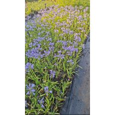 Agapanthus Afrika Zambağı Lila Çiçekli Agapanthus umbellatus 20-25 Cm