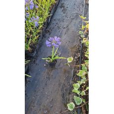 Agapanthus Afrika Zambağı Lila Çiçekli Agapanthus umbellatus 20-25 Cm