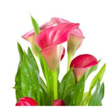 Gala Çiçeği Soğanlı Bitki Kırmızı Çiçekli 15-25 Cm