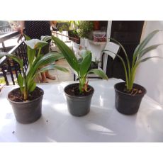 Gala Çiçeği Soğanlı Bitki Kırmızı Çiçekli 15-25 Cm